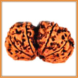 Gauri Shankar Rudraksha (with silver capping) for a Blissful married Life! - OnlinePrasad.com