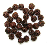 5 Mukhi Rudrakskha lot - 51 beads - OnlinePrasad.com
