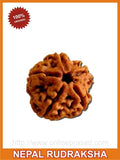 Five (Panch) Mukhi Rudraksha (with silver capping) - OnlinePrasad.com