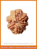 Dhan Prapti - Seven (Saath) Mukhi Rudraksha (with silver capping) - OnlinePrasad.com