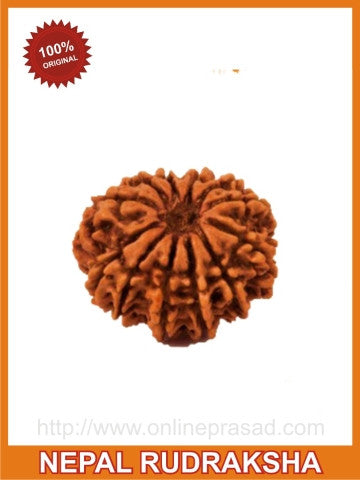 Twelve (Barah) Mukhi Rudraksha (with silver capping) - OnlinePrasad.com