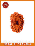 Ninteen (Unnis) Mukhi Rudraksha - OnlinePrasad.com