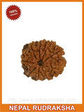 Nine (Nau) Mukhi Rudraksha (with silver capping) - OnlinePrasad.com