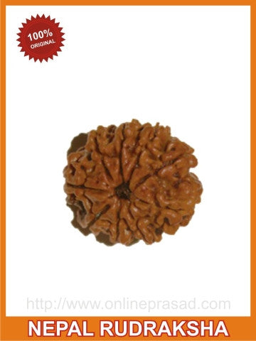 Nine (Nau) Mukhi Rudraksha (with silver capping) - OnlinePrasad.com