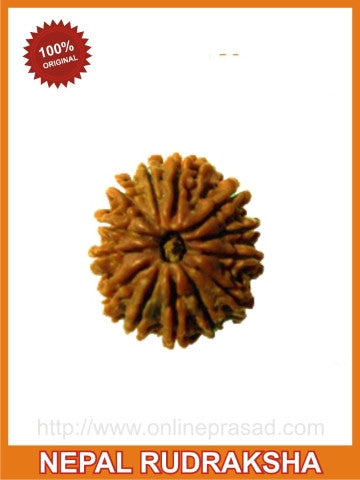 Thirteen (Terah) Mukhi Rudraksha (with silver capping) - OnlinePrasad.com