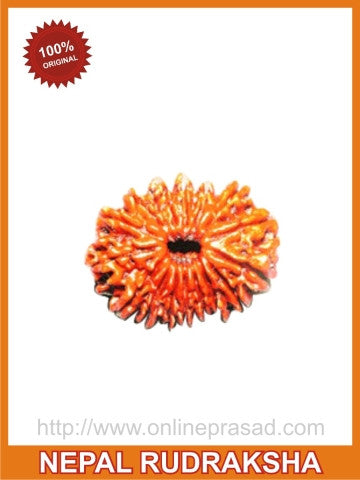 Seventeen (Satrah) Mukhi Rudraksha - OnlinePrasad.com