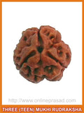 Three (Teen) Mukhi Rudraksha (with silver capping) - OnlinePrasad.com