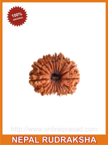 Fourteen (Chaudah) Mukhi Rudraksha (with silver capping) - OnlinePrasad.com