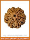 Six (Chah) Mukhi Rudraksha (with silver capping) - OnlinePrasad.com