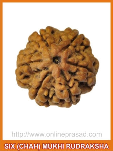 Six (Chah) Mukhi Rudraksha (with silver capping) - OnlinePrasad.com