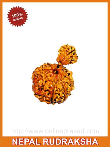 Healthy Child & Mother: Ganesh (Garbh) Gauri Rudraksha(with silver capping) - OnlinePrasad.com