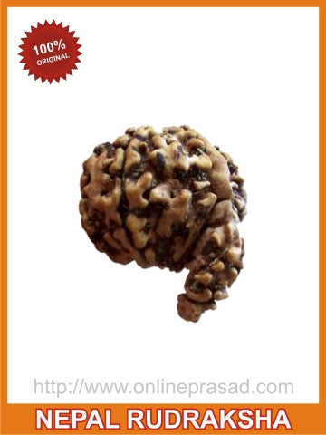 Wisdom & Wealth: Ganesha Rudraksha (with silver capping) - OnlinePrasad.com