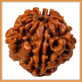 Two (Do) Mukhi Rudrakhsha - Nepal (with silver capping) - OnlinePrasad.com