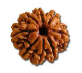 Eight (Aath) Mukhi Rudraksha (with silver capping) - OnlinePrasad.com