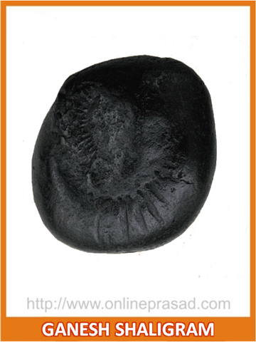 Ganesha Shaligram - OnlinePrasad.com