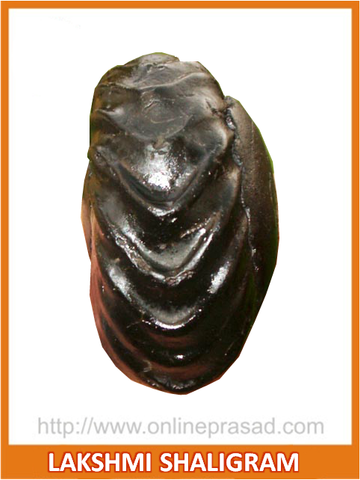 Lakshmi Shaligram - OnlinePrasad.com